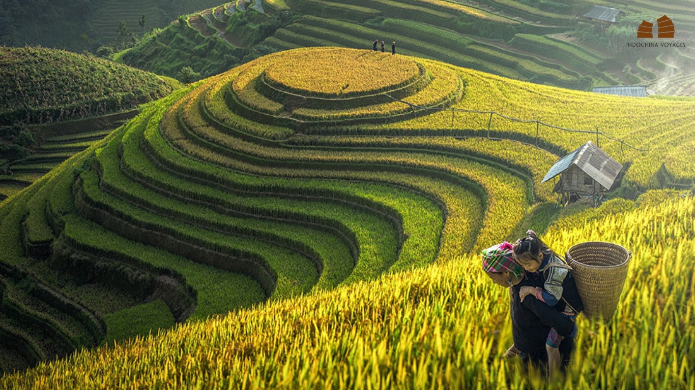 Charming Sapa in Rice Season