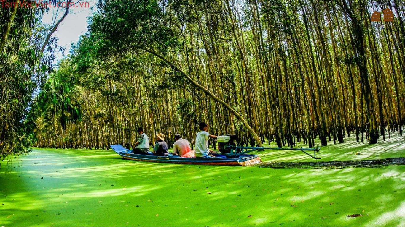 Tra Su Mangrove Forest 