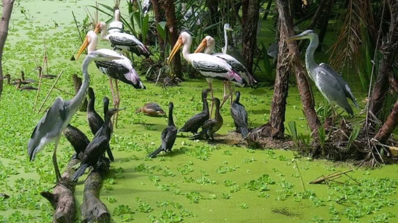 Birds in tram Chim National Park