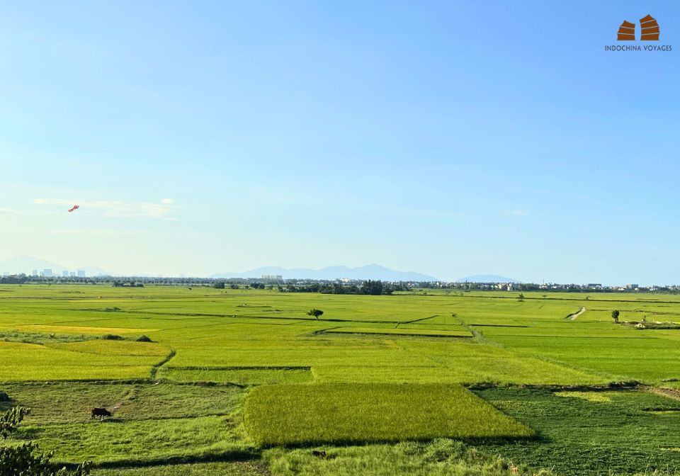 Vibrant shades of green at Hoian ricefields in September