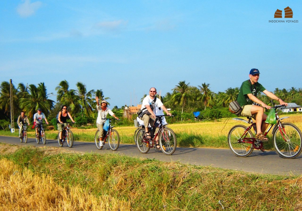 Cycling through colorful rice fields at Mekong Delta