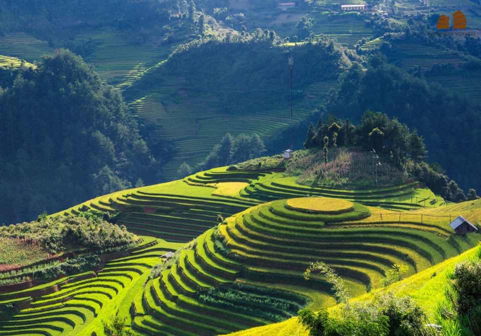 Mu Cang Chai rice terrace in September