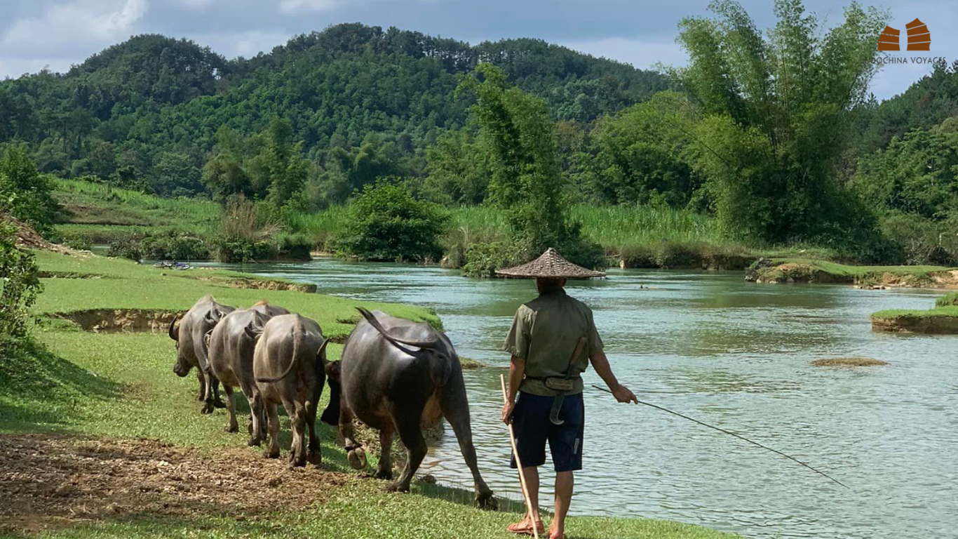 Local people go herding the buffalos