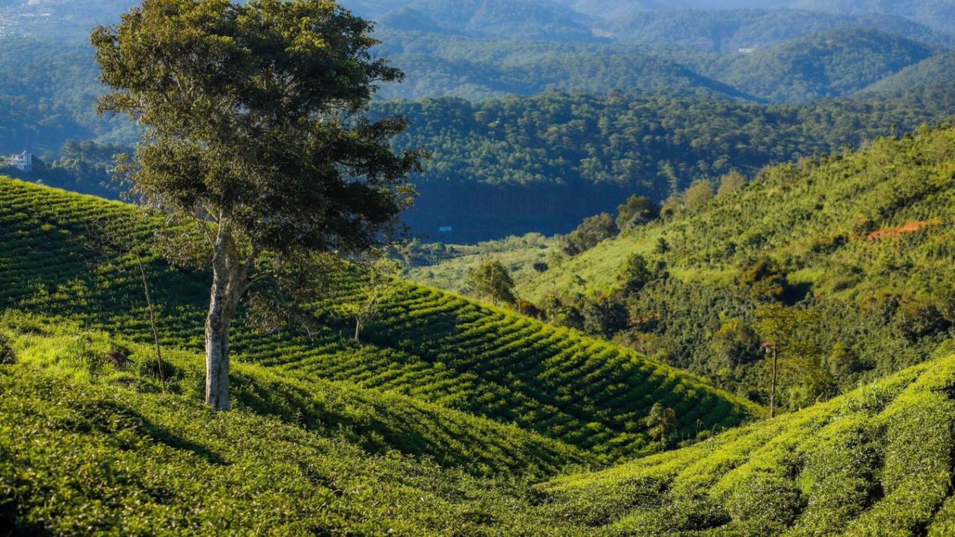 Cau Dat tea hill greenery 