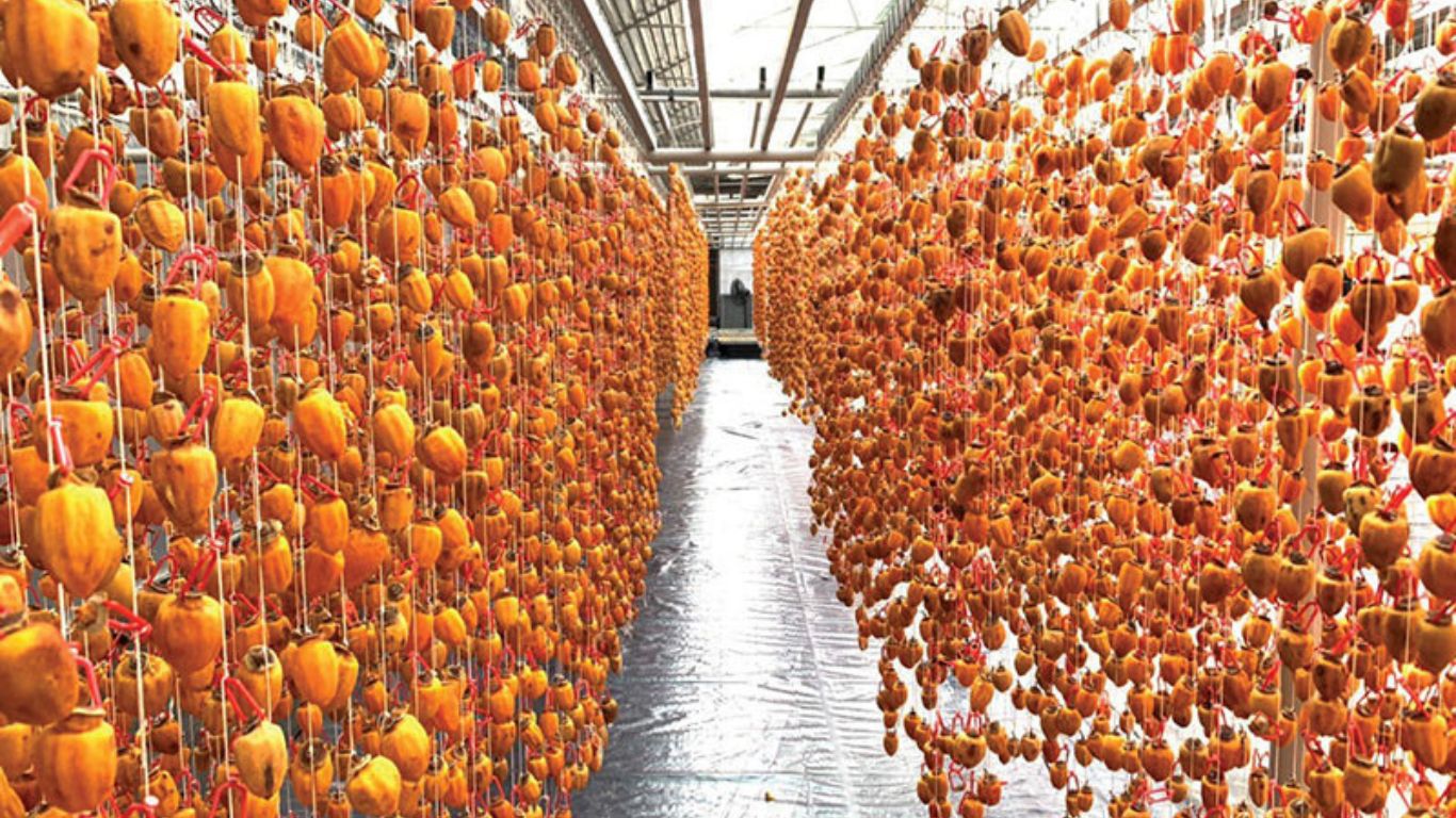 Dried persimmons farm at Dalat