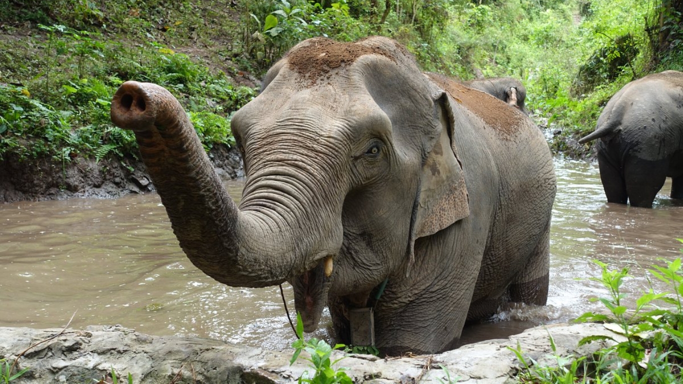 Mekong Elephant Park in Pakbeng (Image: TripAdvisor)