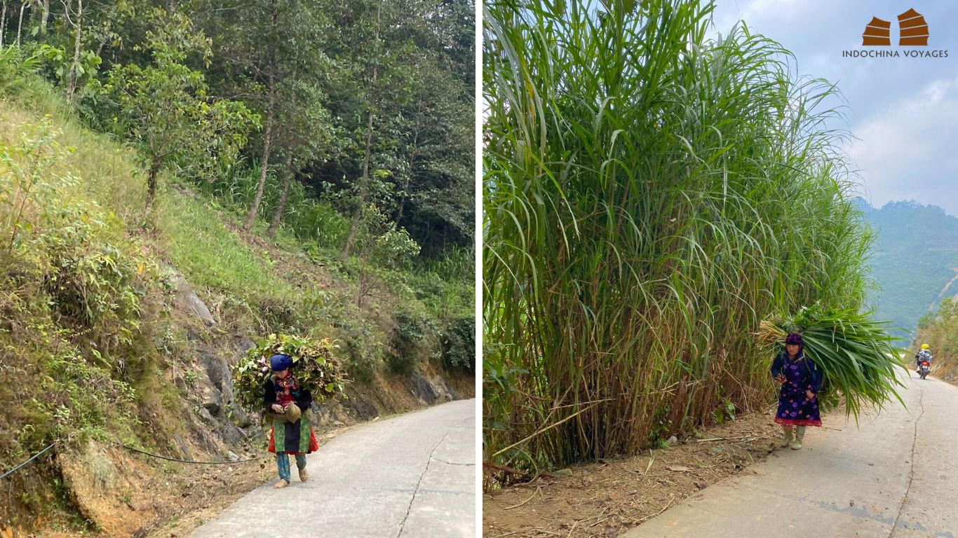 Ha Giang local life