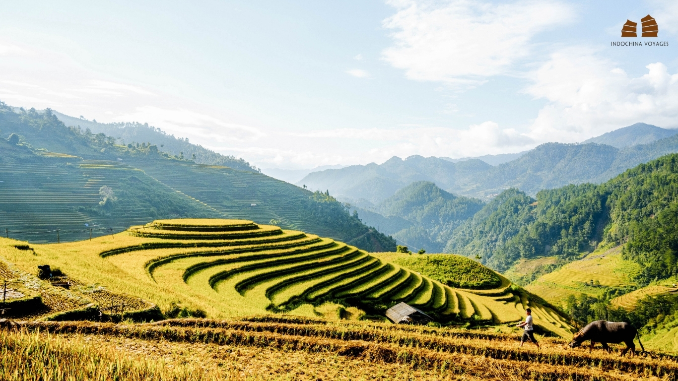 Visit Vietnam for best rice terrace