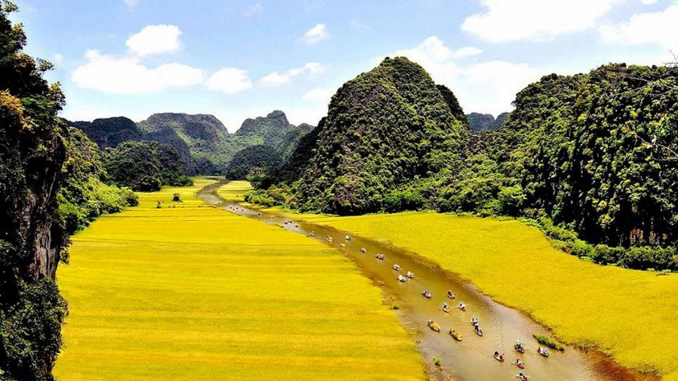 Ripe Rice Season in May in Tam Coc