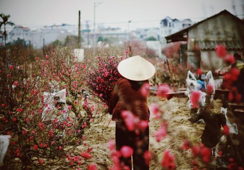 A Trip to Vietnam during Tet Holiday 2026: Your Complete Guide to Lunar New Year Travel