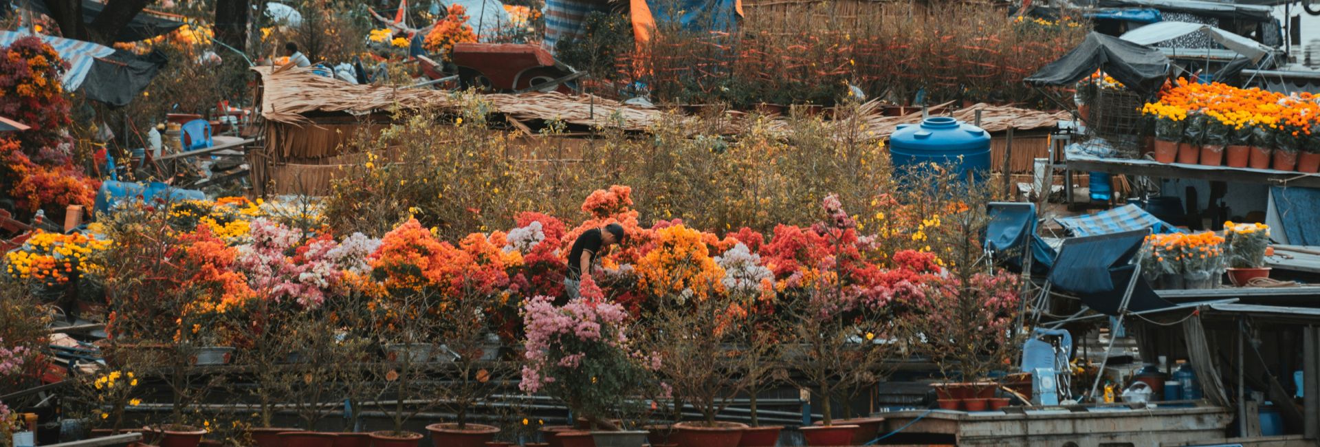 A Trip to Vietnam during Tet Holiday 2026: Your Complete Guide to Lunar New Year Travel