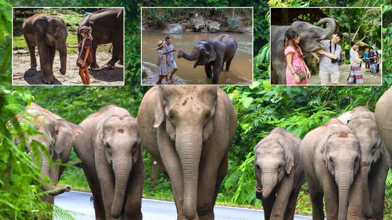ethical-elephant-sanctuary-in-Chiang-Mai