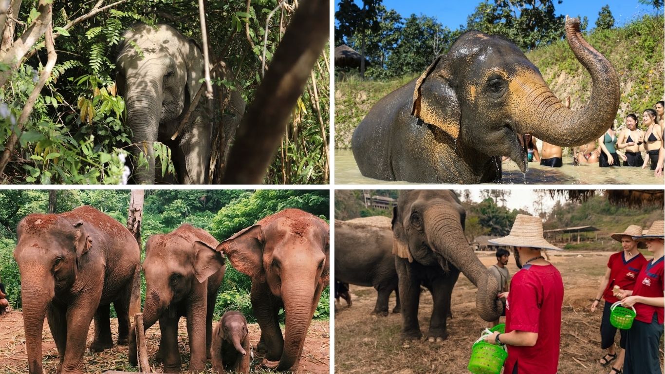 Elephant Jungle Sanctuary in Chiang Mai