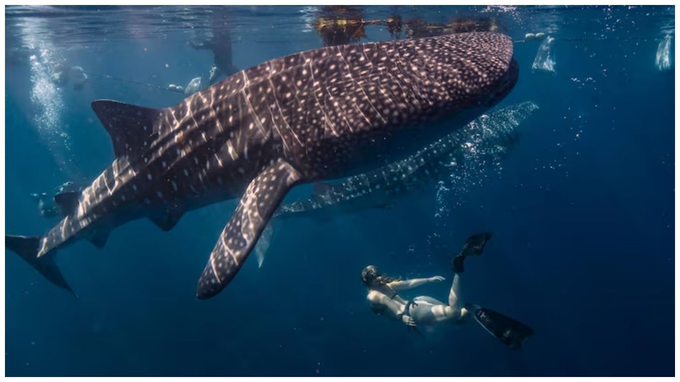 Whale shark in Phuket in March
