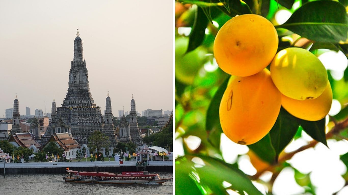 A split image showcasing Wat Arun temple in Bangkok and a close-up of ripe yellow Marian plums, highlighting cultural sightseeing and seasonal fruits during May in Thailand