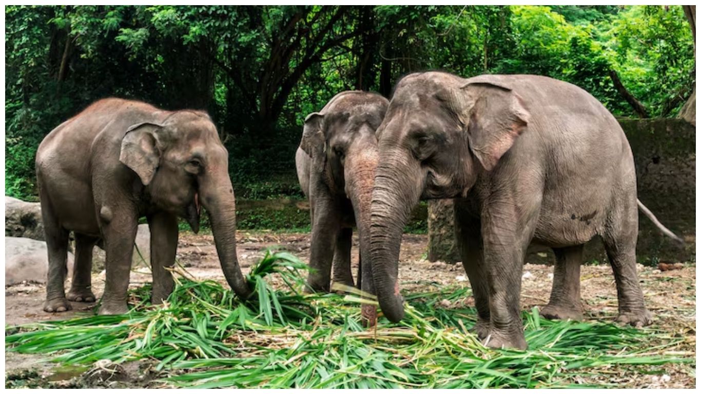 Three Asian elephants eating grass in a sanctuary, representing one of the fascinating fun facts about Thailand